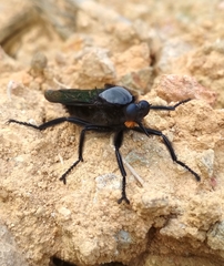 Microstylum oberthurii