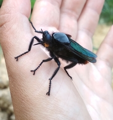 Microstylum oberthurii