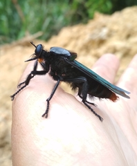 Microstylum oberthurii