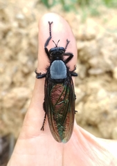 Microstylum oberthurii