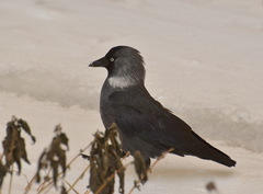 Corvus monedula