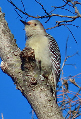 Melanerpes carolinus