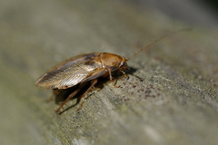 Ectobius pallidus