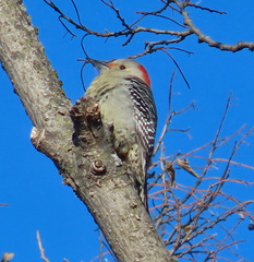 Melanerpes carolinus