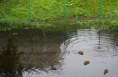Anas platyrhynchos