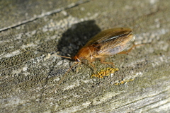 Ectobius pallidus