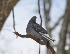 Columba livia