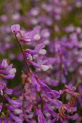 Vicia tenuifolia dalmatica