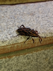 Metamasius hemipterus