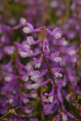 Vicia tenuifolia dalmatica