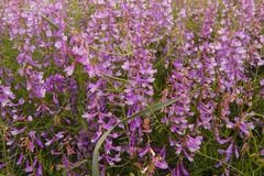 Vicia tenuifolia dalmatica