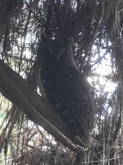 Otus rutilus rutilus