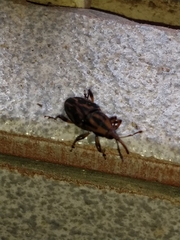 Metamasius hemipterus