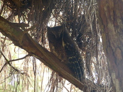 Otus rutilus rutilus