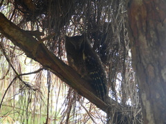 Otus rutilus rutilus
