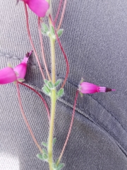 Erica longipedunculata