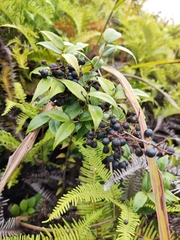 Vaccinium bracteatum