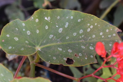 Begonia × albopicta