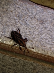 Metamasius hemipterus