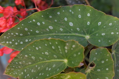 Begonia × albopicta