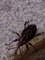 Metamasius hemipterus