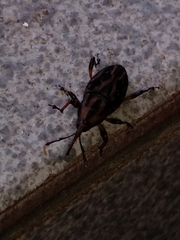 Metamasius hemipterus