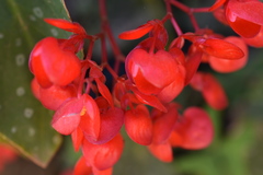 Begonia × albopicta
