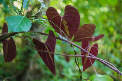 Dioscorea dodecaneura