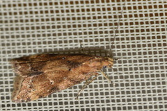 Brachmia blandella
