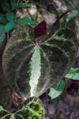 Dioscorea dodecaneura