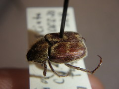 Hoplia trifasciata
