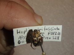 Hoplia trifasciata
