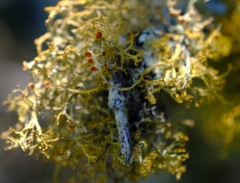 Teloschistes inflatus