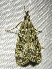 Eudonia murana