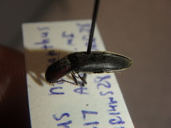Agriotes fucosus