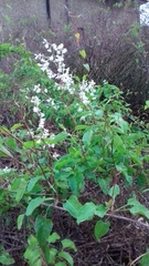 Fallopia baldschuanica