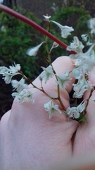 Fallopia baldschuanica