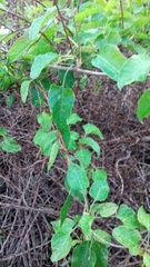 Fallopia baldschuanica