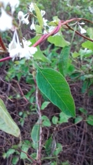 Fallopia baldschuanica
