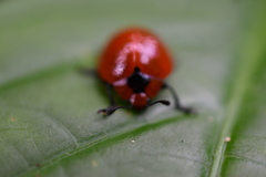 Aegithus cardinalis