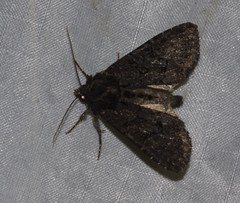 Apamea impulsa