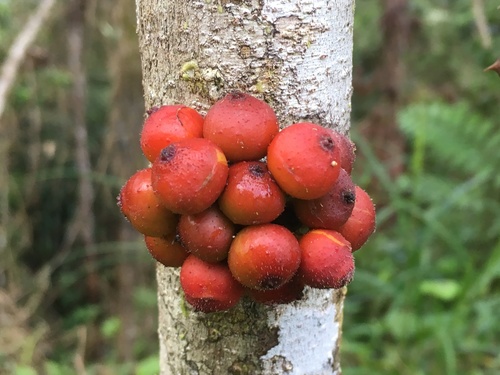 Ficus politoria (Ficus politoria)