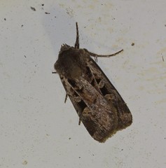 Euxoa divergens