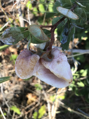 Exobasidium ferrugineae