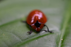 Aegithus cardinalis