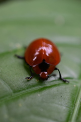 Aegithus cardinalis