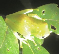Boophis viridis