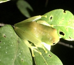 Boophis viridis
