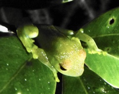 Boophis viridis