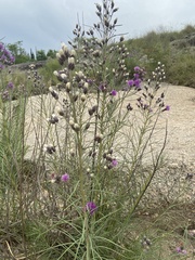 Vernonanthura nudiflora